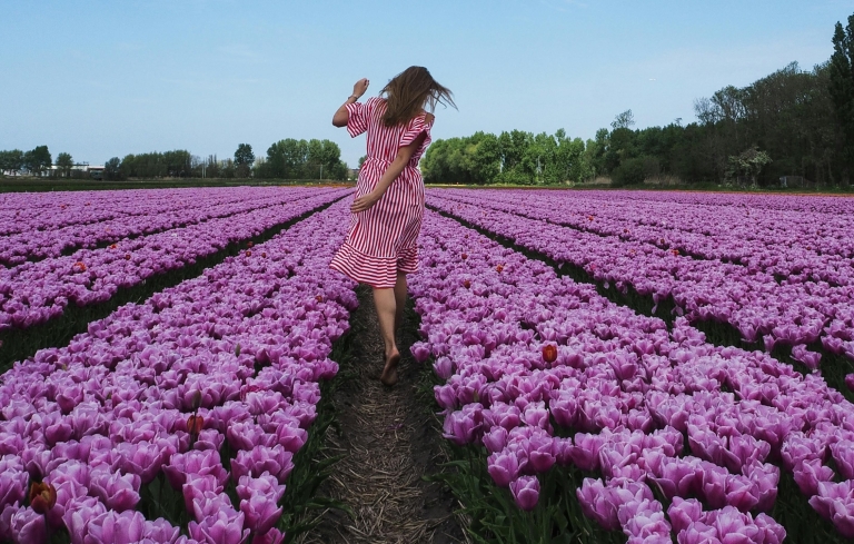 tulipani u nizozemskoj