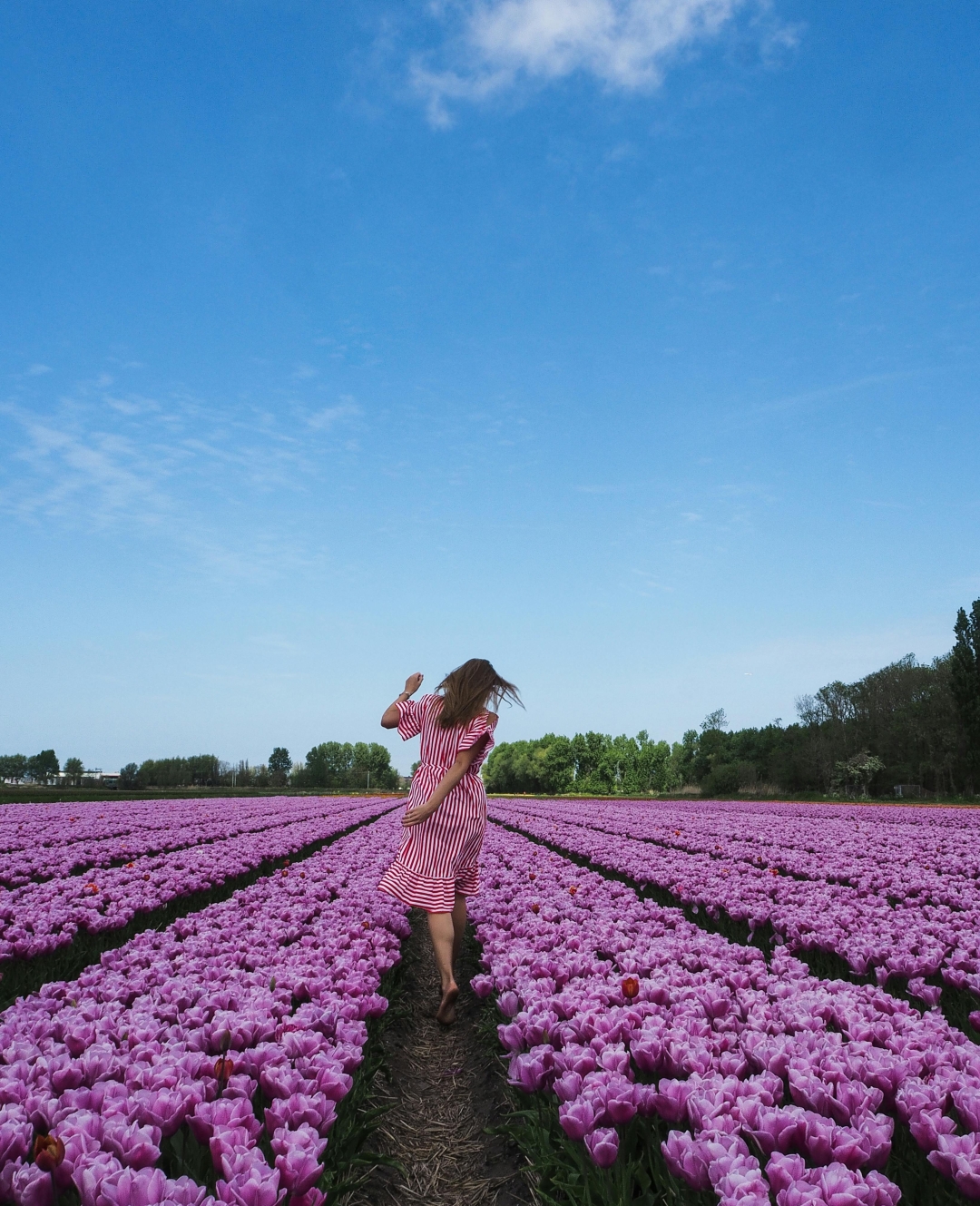 tulipani u nizozemskoj