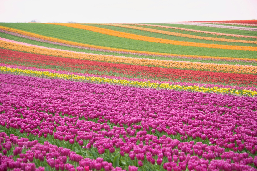 tulipani u nizozemskoj