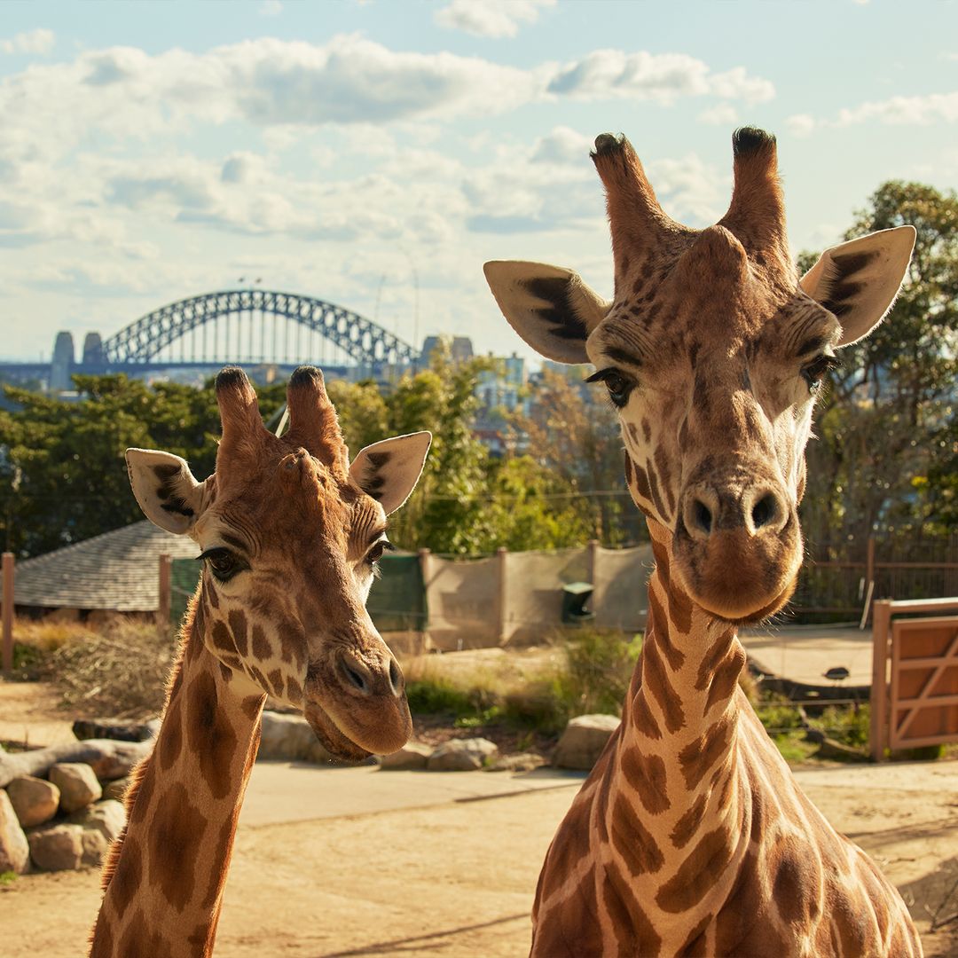 Najimpresivniji zoološki vrtovi na svijetu koje morate posjetiti barem jednom u životu