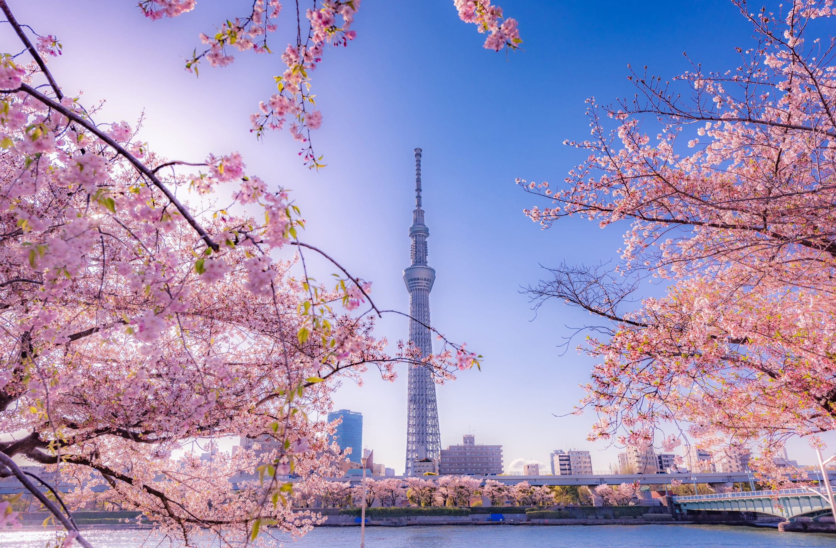 Ako planirate putovanje u Japan, neka to bude u proljeće – cvjetni prizori čine ga posebnim