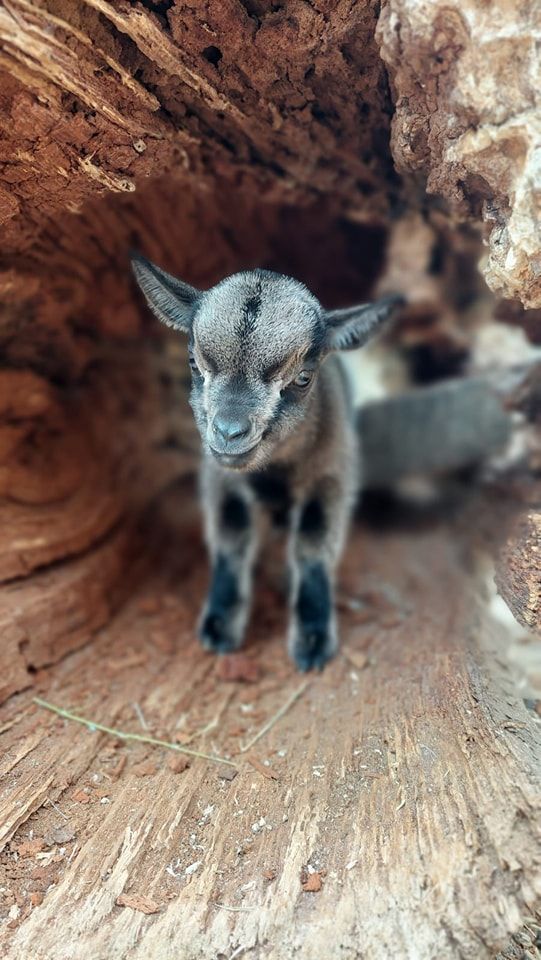 Nova bebica: Preslatke vijesti stižu iz zagrebačkog Zoološkog vrta