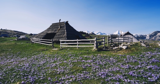Pastirsko naselje i zadivljujuć pogled s Velike planine prekrivene šafranima