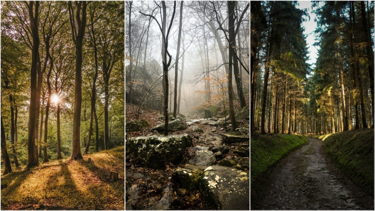 Jesen je idealna za šetnju šumama