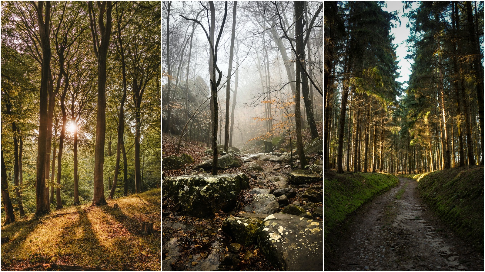 Jesen je idealna za šetnju šumama: Ovih 11 u Zagrebu i okolici naš su prijedlog