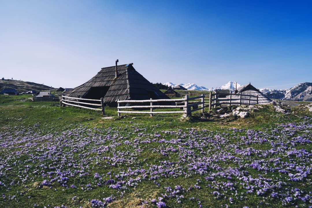 Pastirsko naselje i zadivljujuć pogled s Velike planine prekrivene šafranima