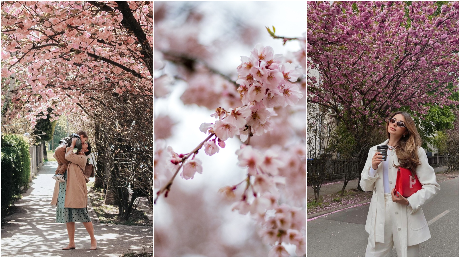 Procvjetale japanske trešnje ponovno su Šulekovu ulicu pretvorile u magičan prizor