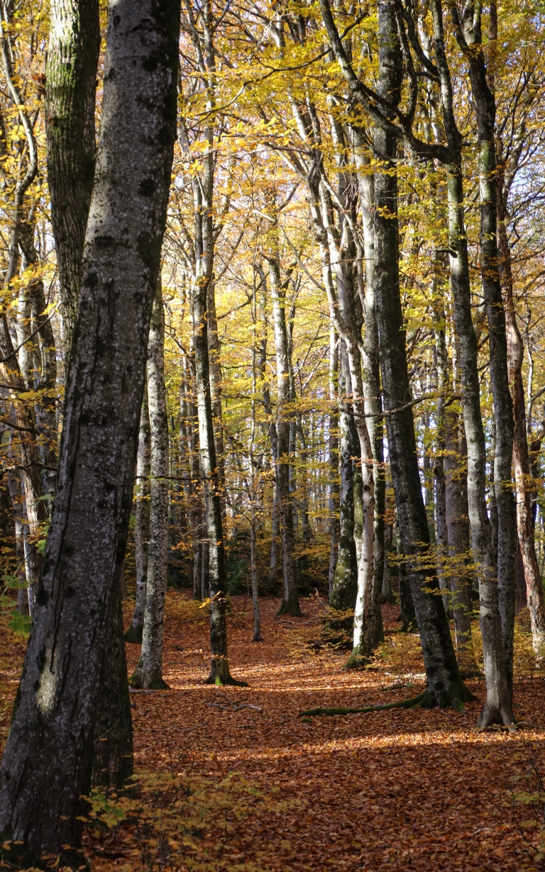 jesen, šuma_pexels