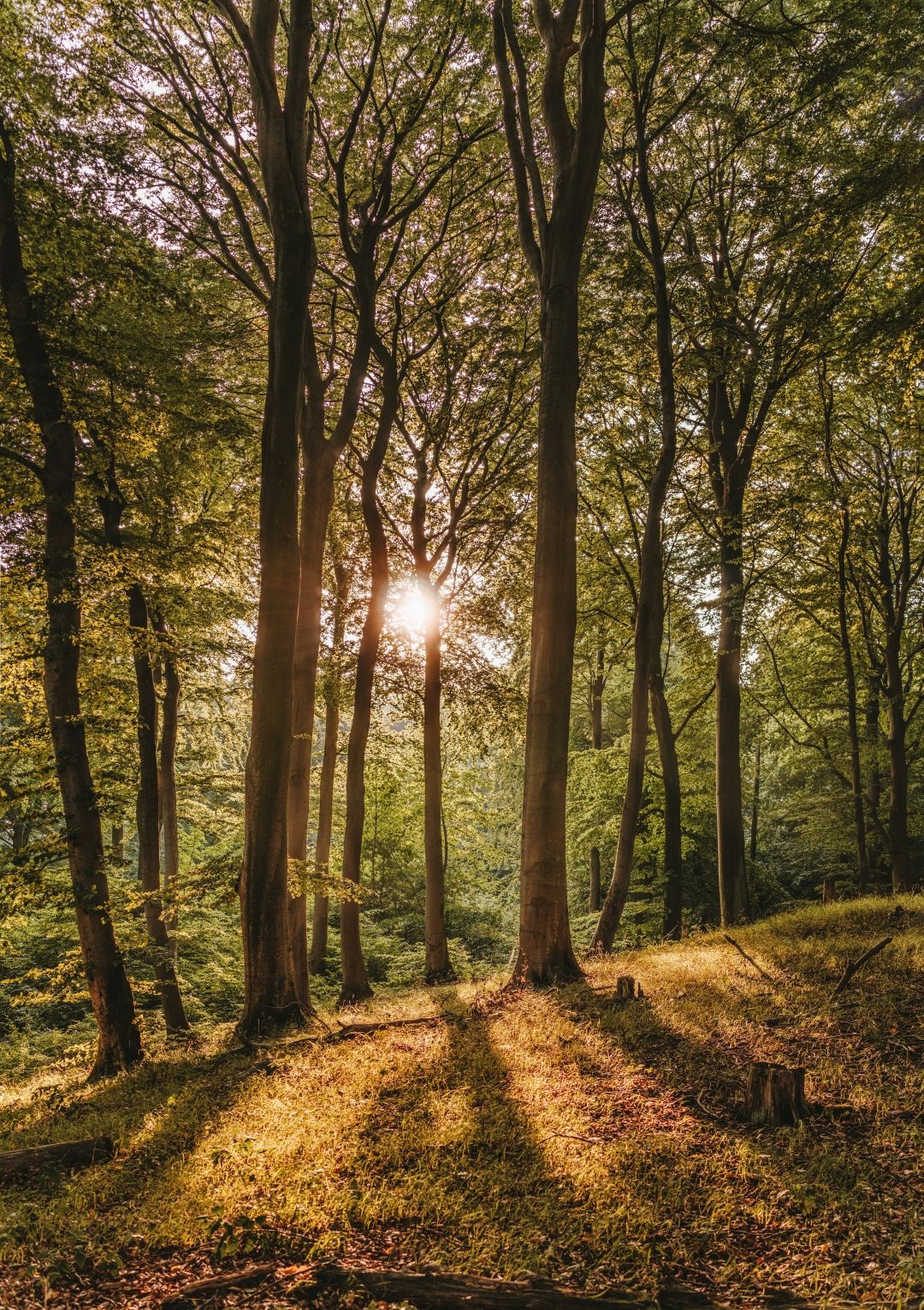 šume, jesenske šetnje_Pexels