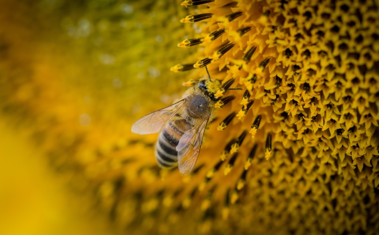 Svjetski dan pčela (1)