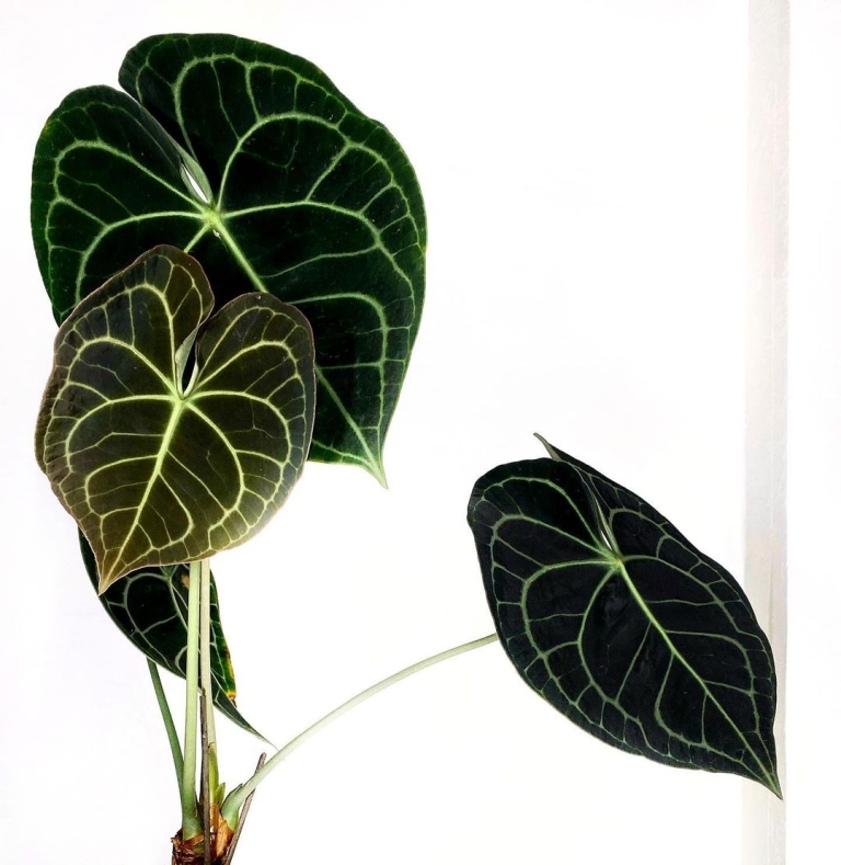 Journal biljka mjeseca: Anthurium clarinervium