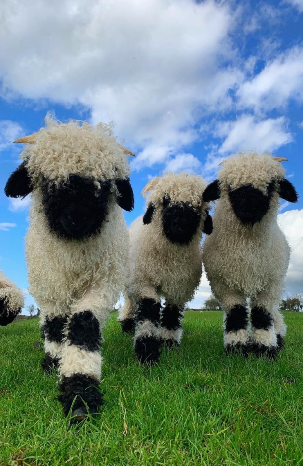 Instagram senzacija: Ove ovčice nešto su najslađe što ćete danas vidjeti