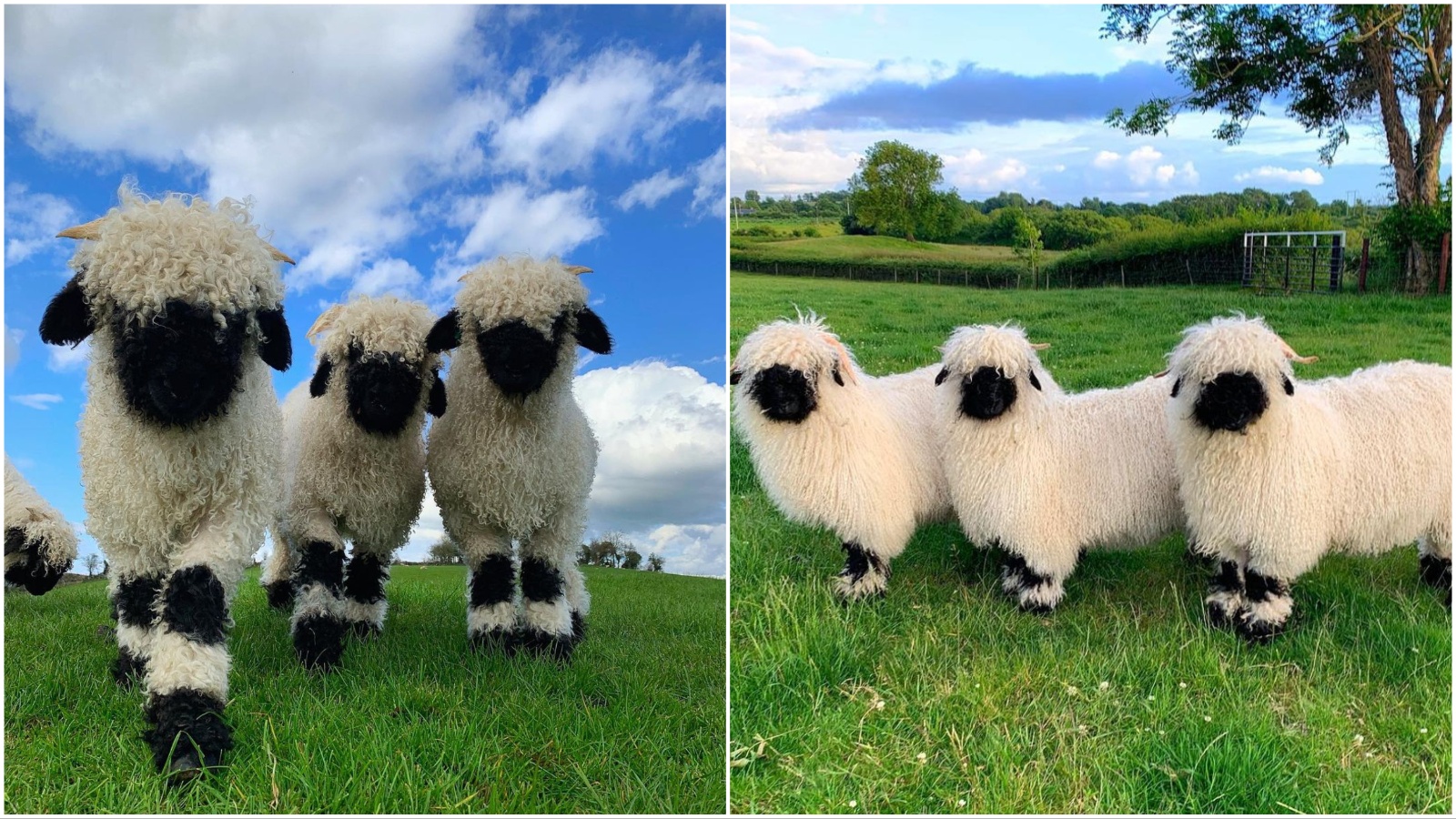Instagram senzacija: Ove ovčice nešto su najslađe što ćete danas vidjeti