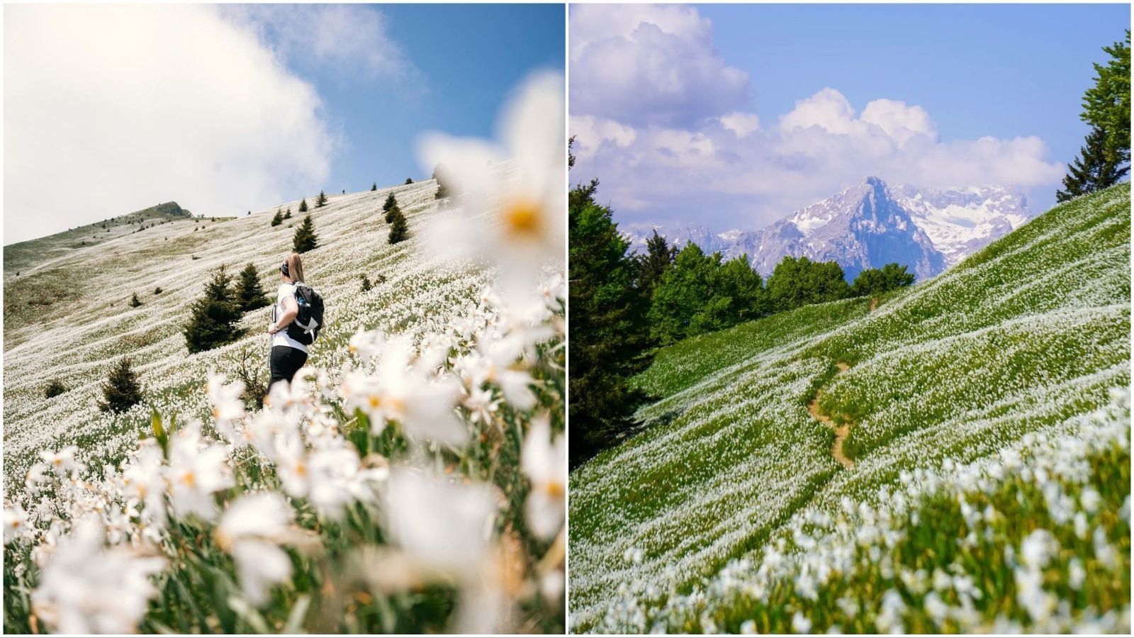 Planina Golica u svom najljepšem ruhu: Prošećite livadom narcisa