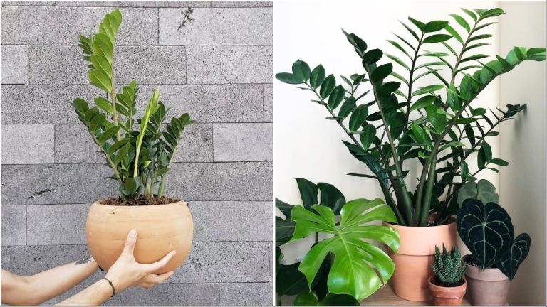 zamia-naslovna