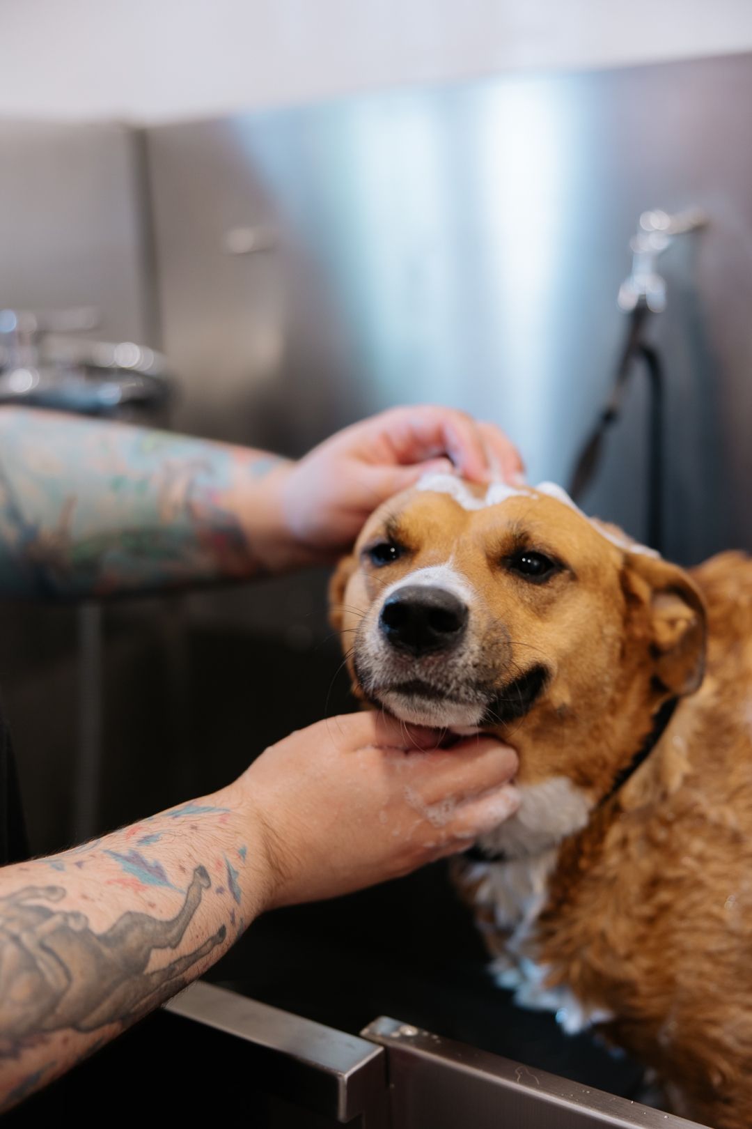 U Zagrebu je otvoren novi Pet Home Shop sa salonom u koji smo odveli jednog od naših uredskih pasa