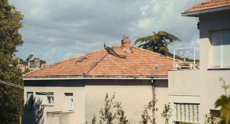 1001_noć_rea_rajčić3
