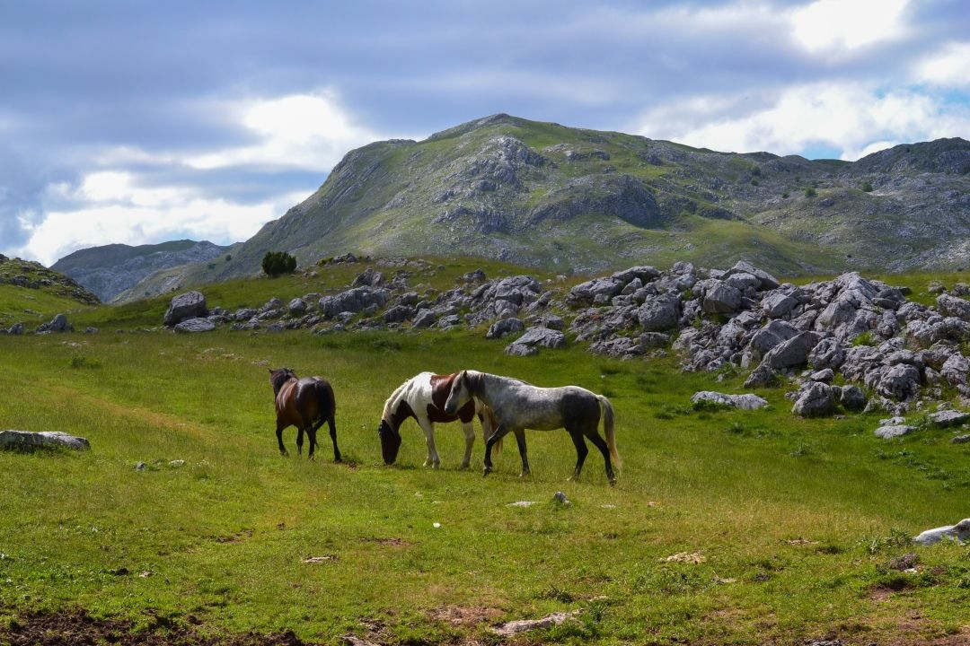 Bosna