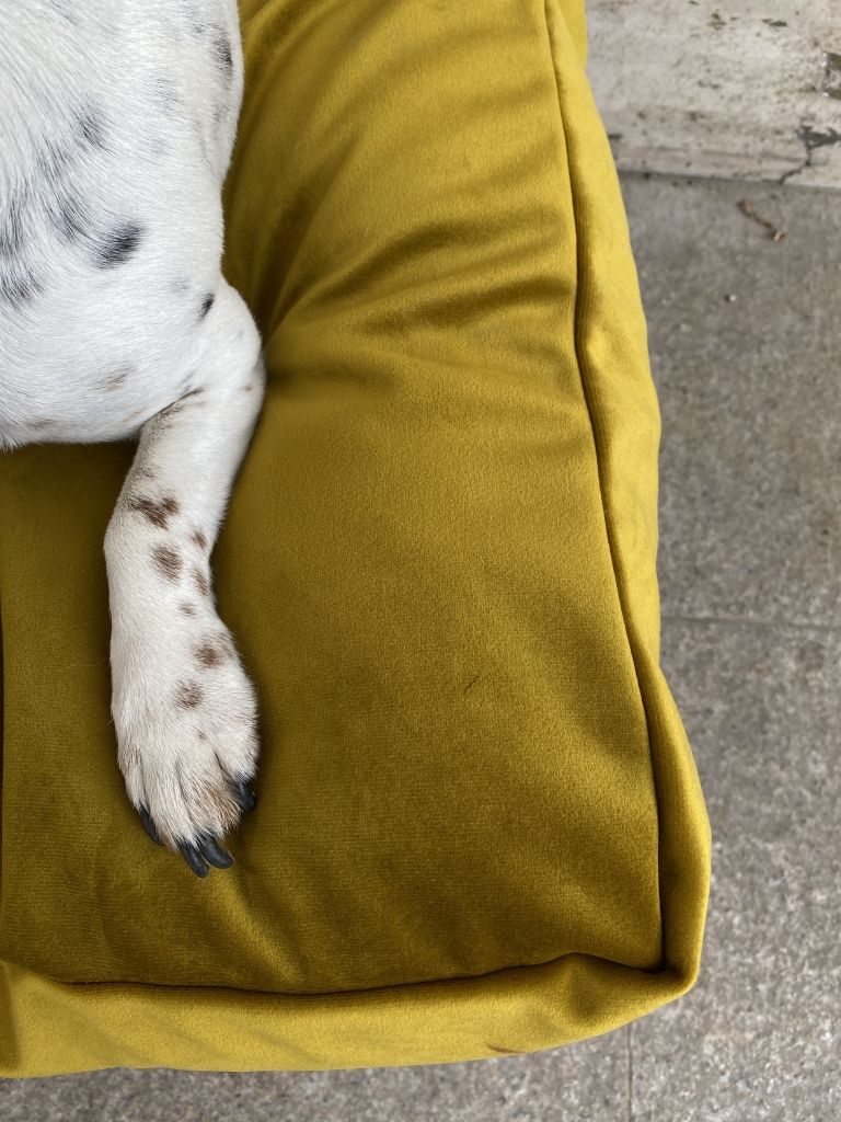 milan-stanić-pet-program1