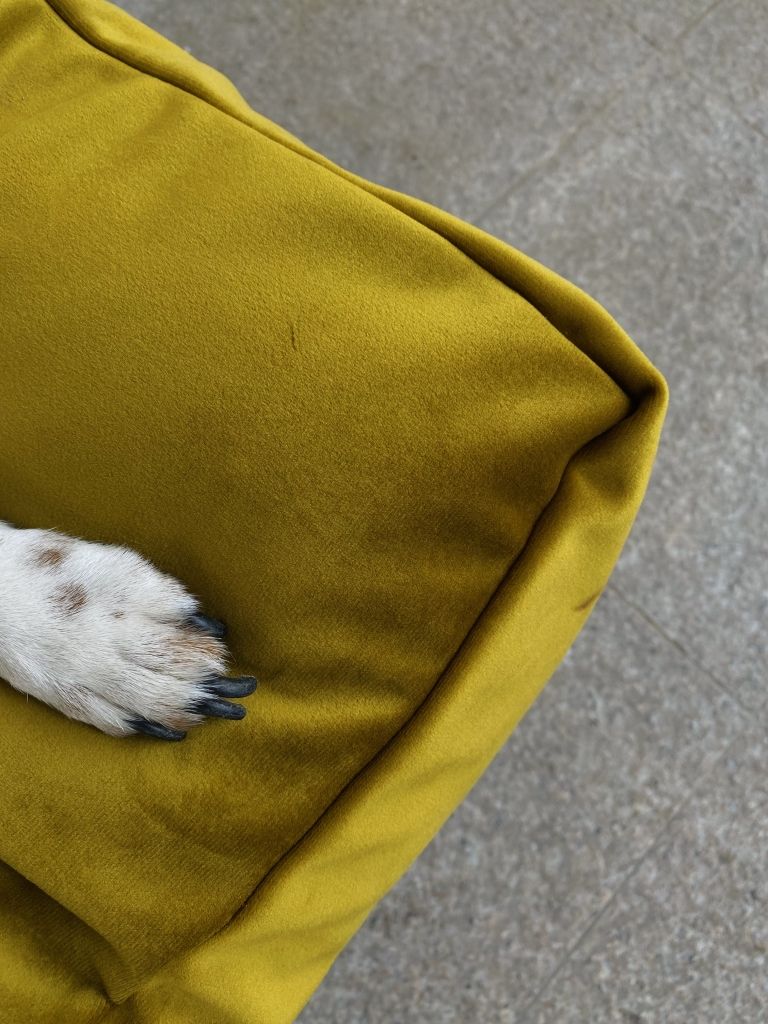milan-stanić-pet-program2