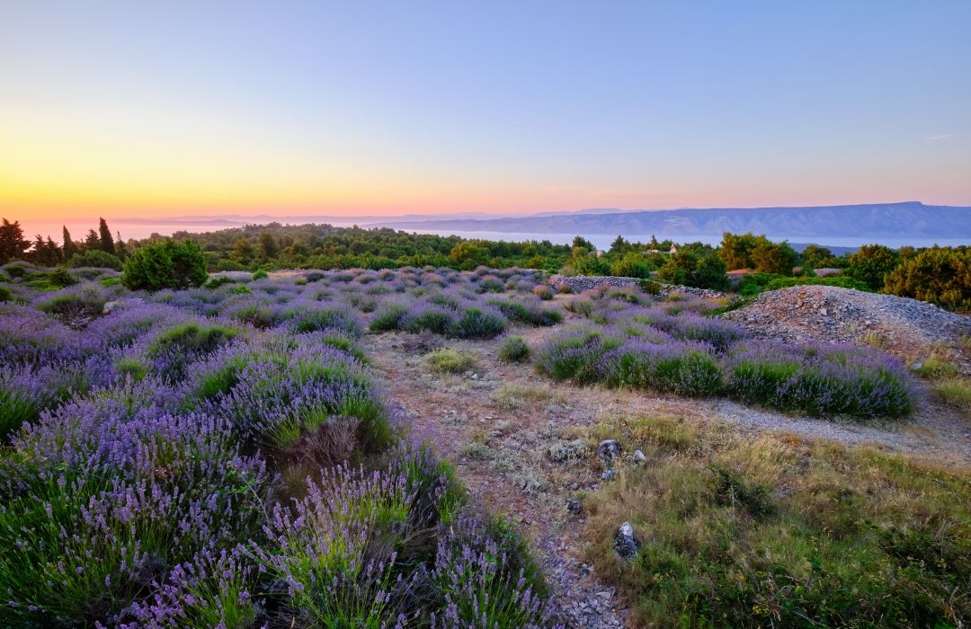 Hvar_lavanda_shutterstock_native