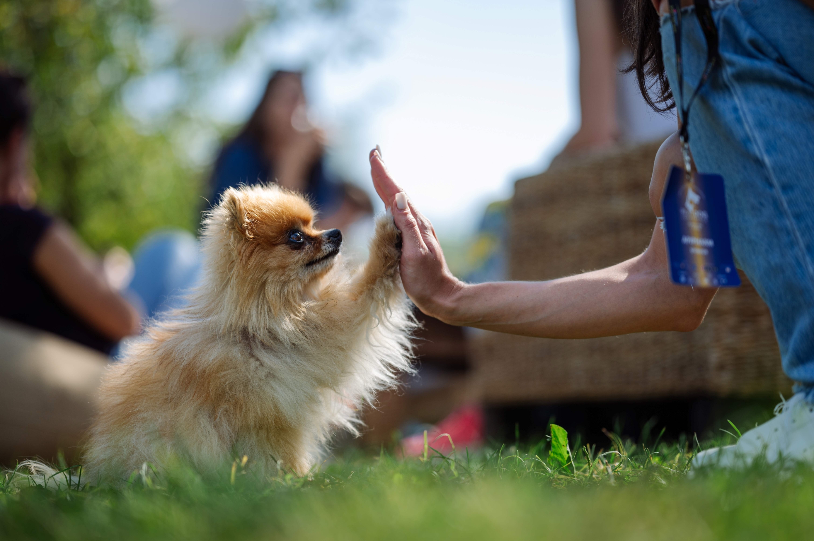 Kako biti odgovoran vlasnika pasa? 7 pravila za sretan suživot s ljubimcem