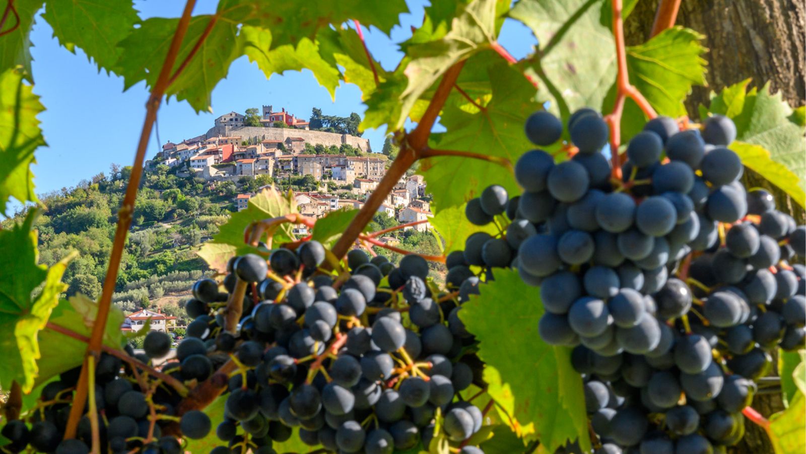 Teran Wine & Walk približit će čari terana svim ljubiteljima Motovuna i onima koji će to tek postati