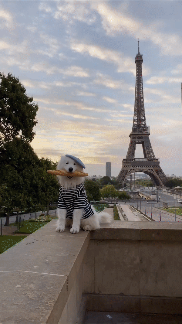 Felix The Samoyed jedan je od najpopularnijih pasa na Instagramu – evo i zašto