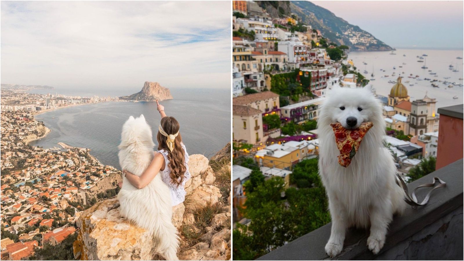 Felix The Samoyed jedan je od najpopularnijih pasa na Instagramu – evo i zašto