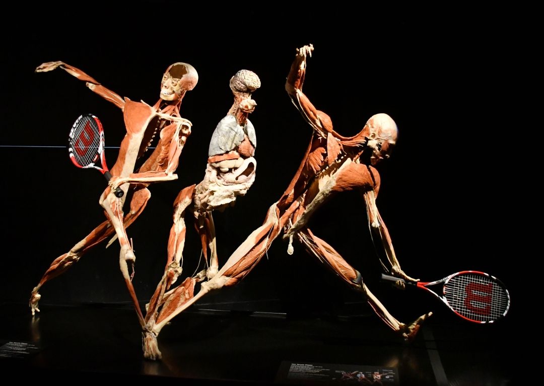 Bodyworlds