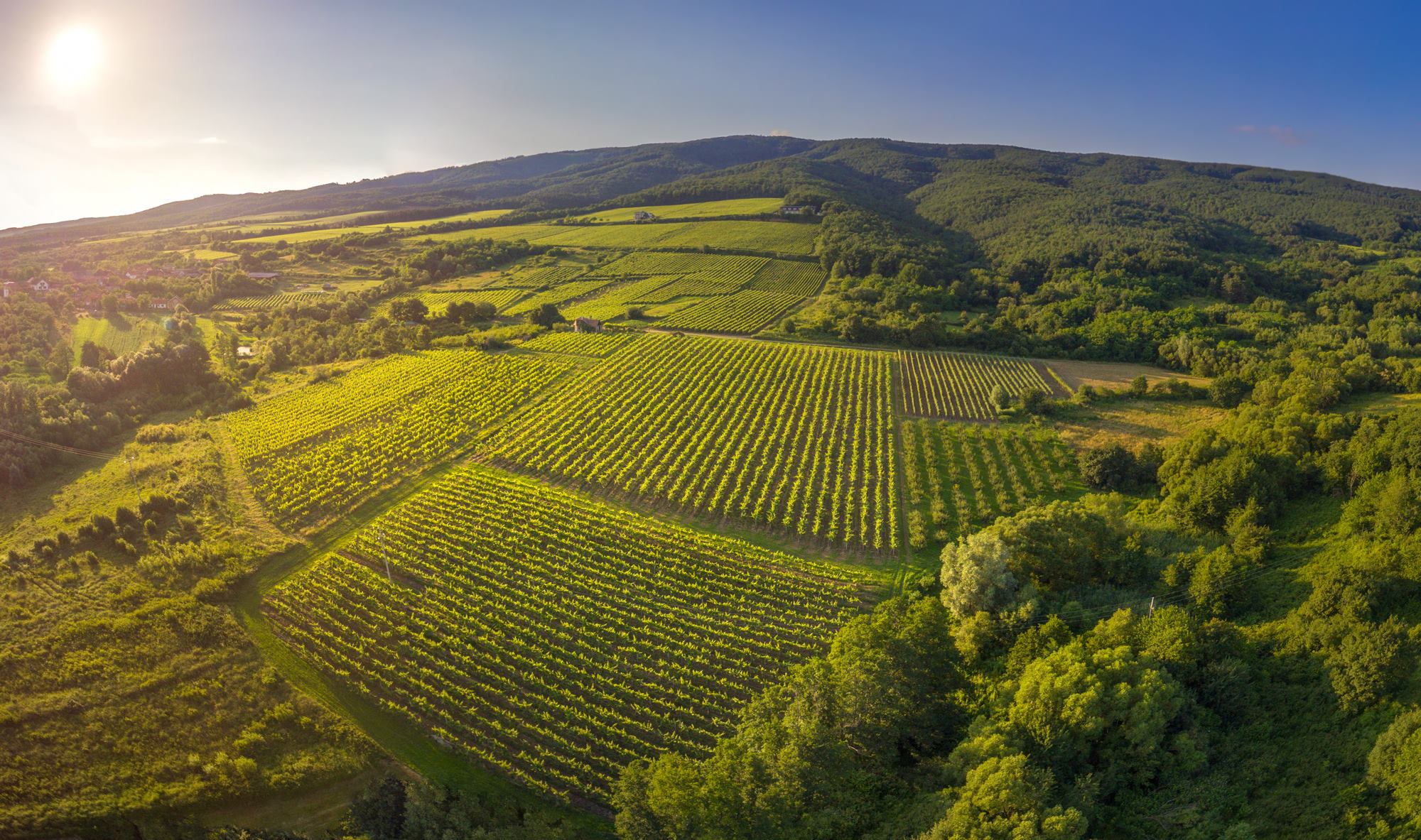 Kutjevački vinogradi