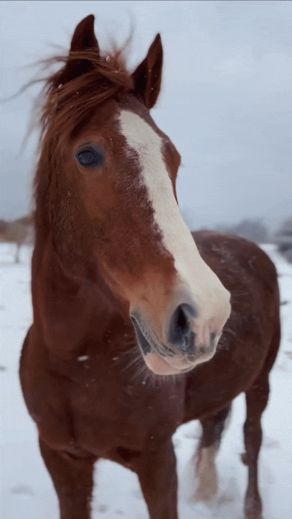 Zimska idila na ličkom ranču s konjima je razlog više da posjetite ovo divno mjesto