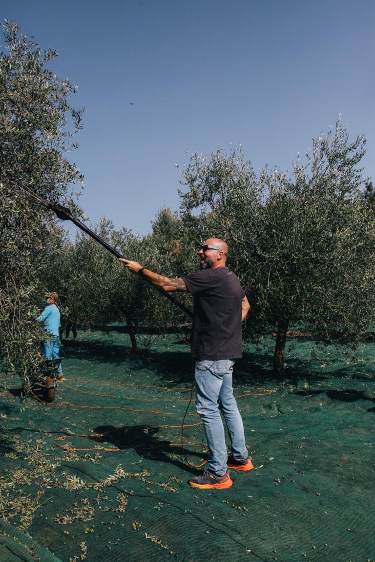 2_Berba na imanju uljare Mate u Karigadoru