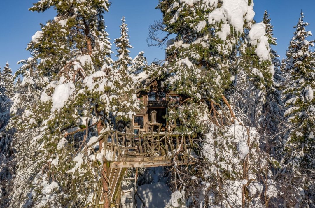 The Pine Hut kućica na drvetu 5