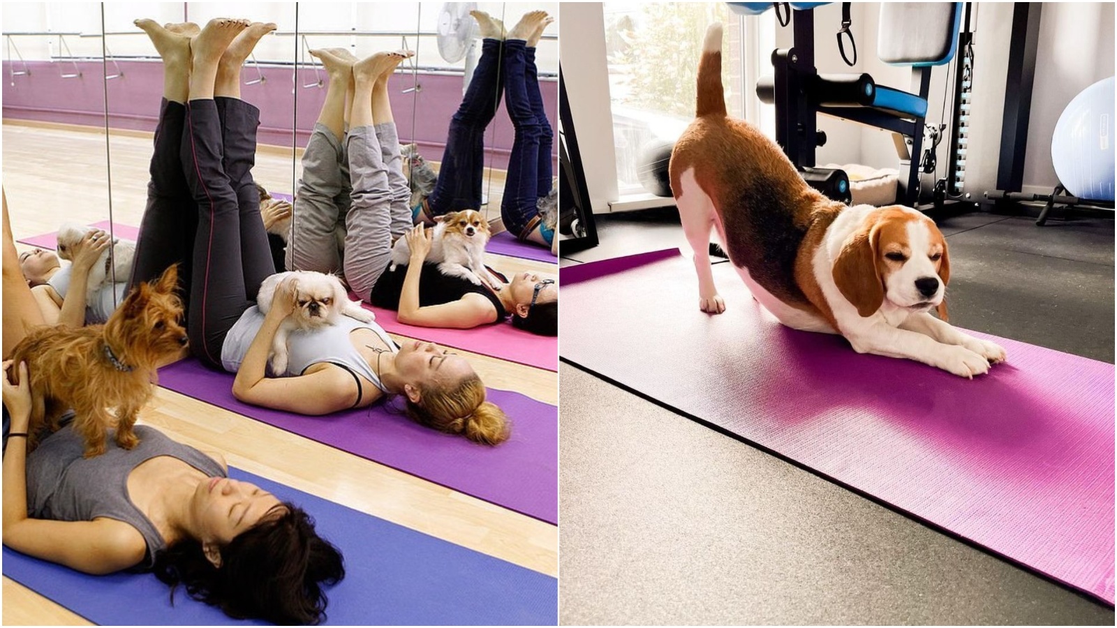 Za bolje povezivanje vježbajte jogu s vašim psom