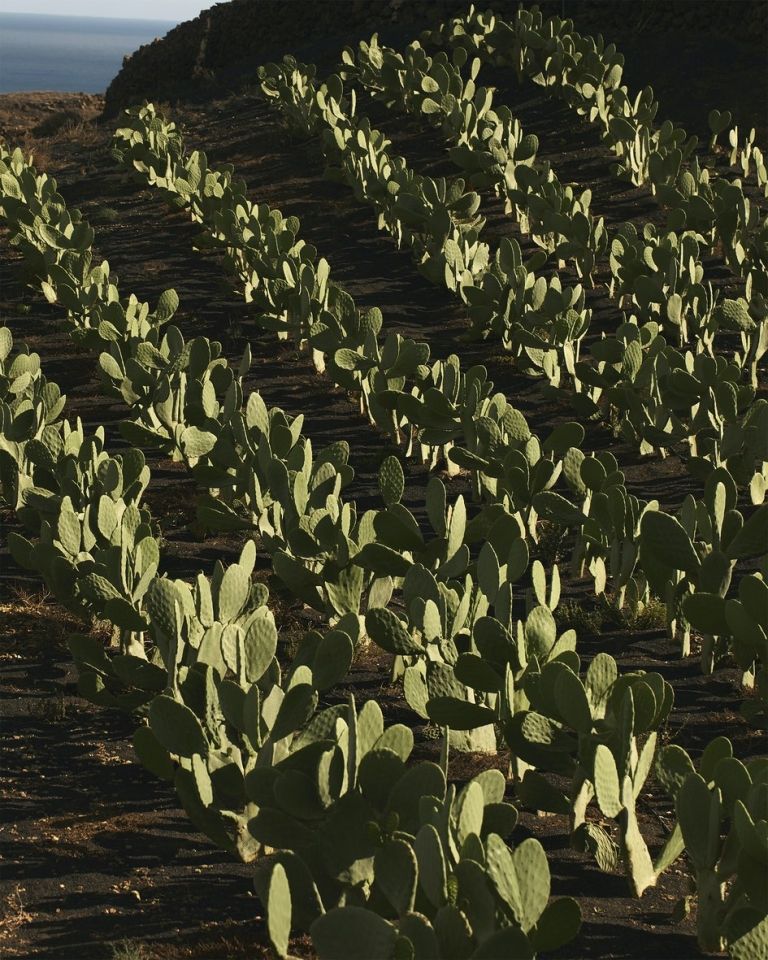 DIOR SAUVAGE CACTUS GARDEN ©valentin hennequin 4
