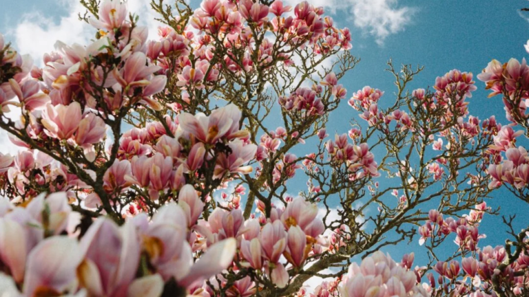 Magnolije procvjetale Zagreb