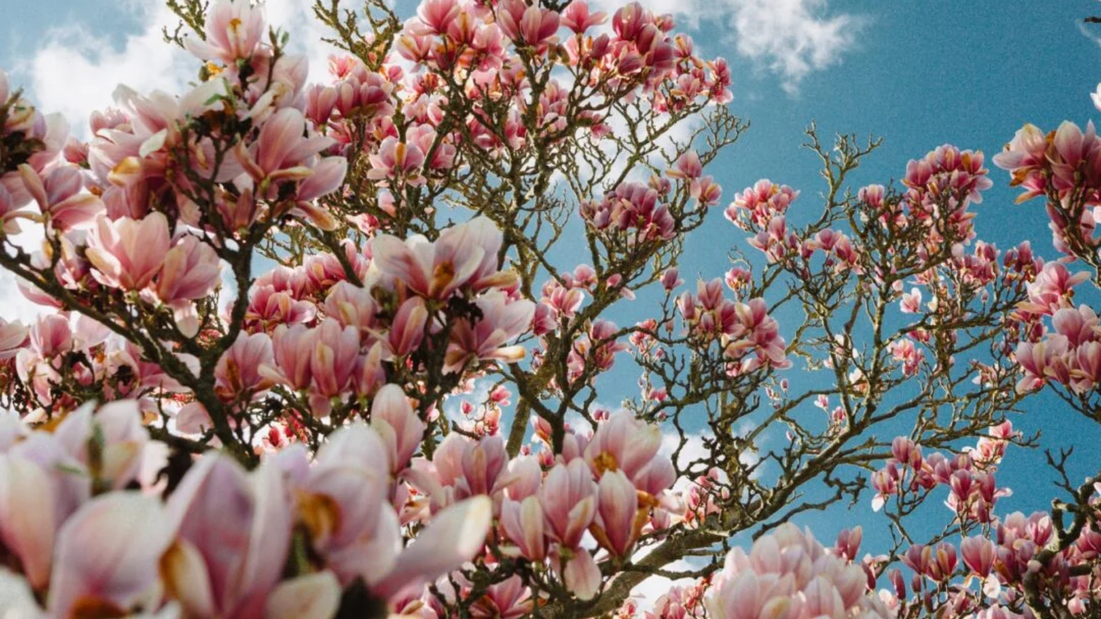 Procvjetale su zagrebačke magnolije