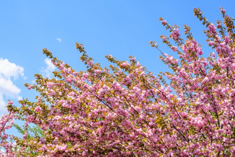 japanske trešnje_Šulekova ulica_Cristina Ionescu_iStock-1223800300