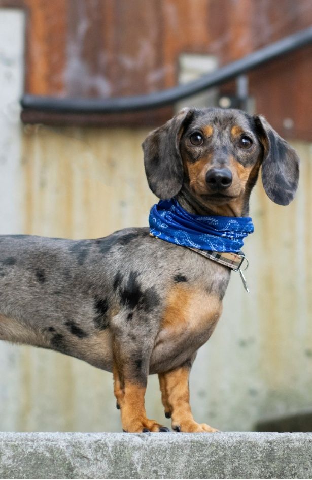 S proljećem stižu buhe i krpelji – veterinari nam daju savjet koju zaštitu odabrati