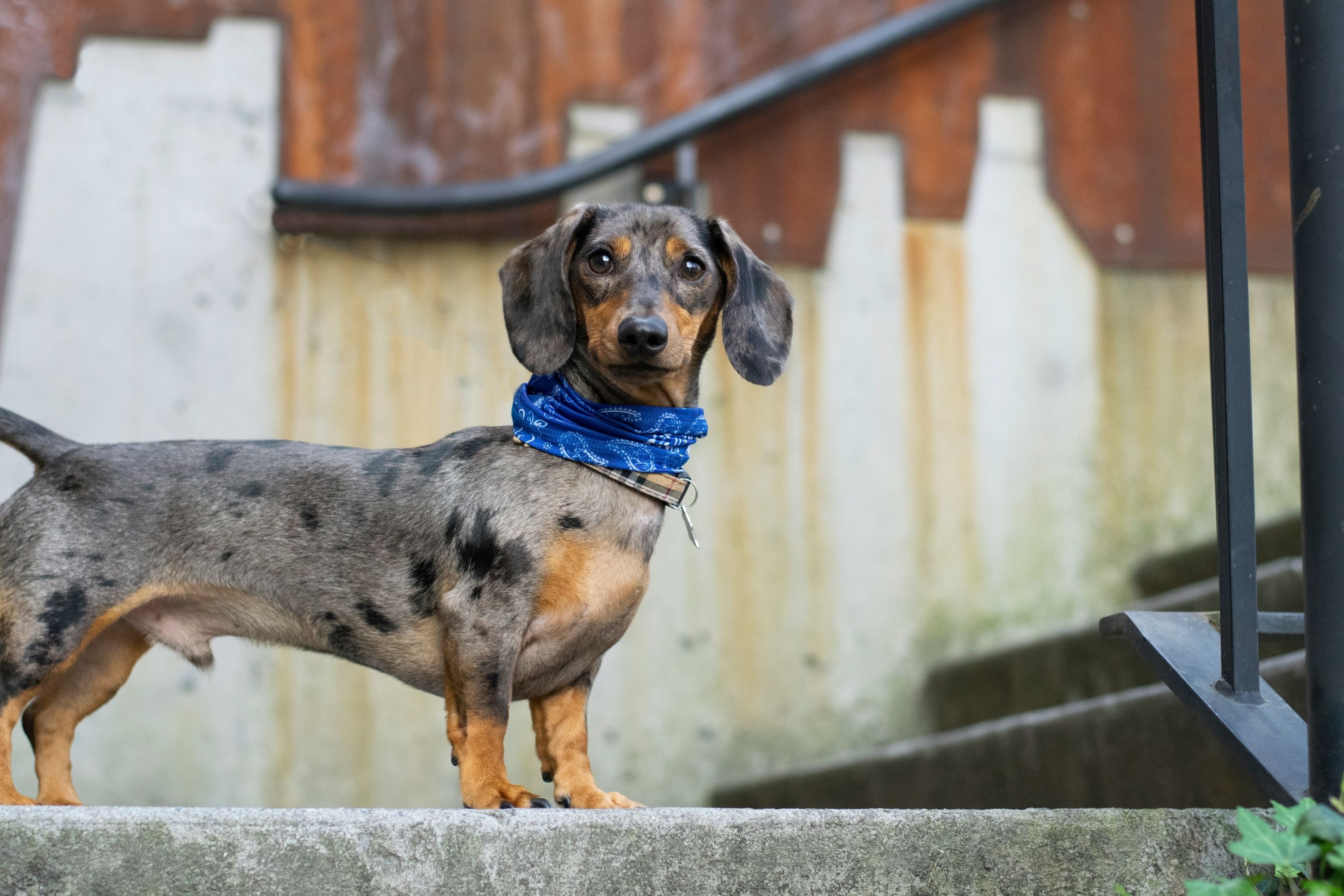 S proljećem stižu buhe i krpelji – veterinari nam daju savjet koju zaštitu odabrati