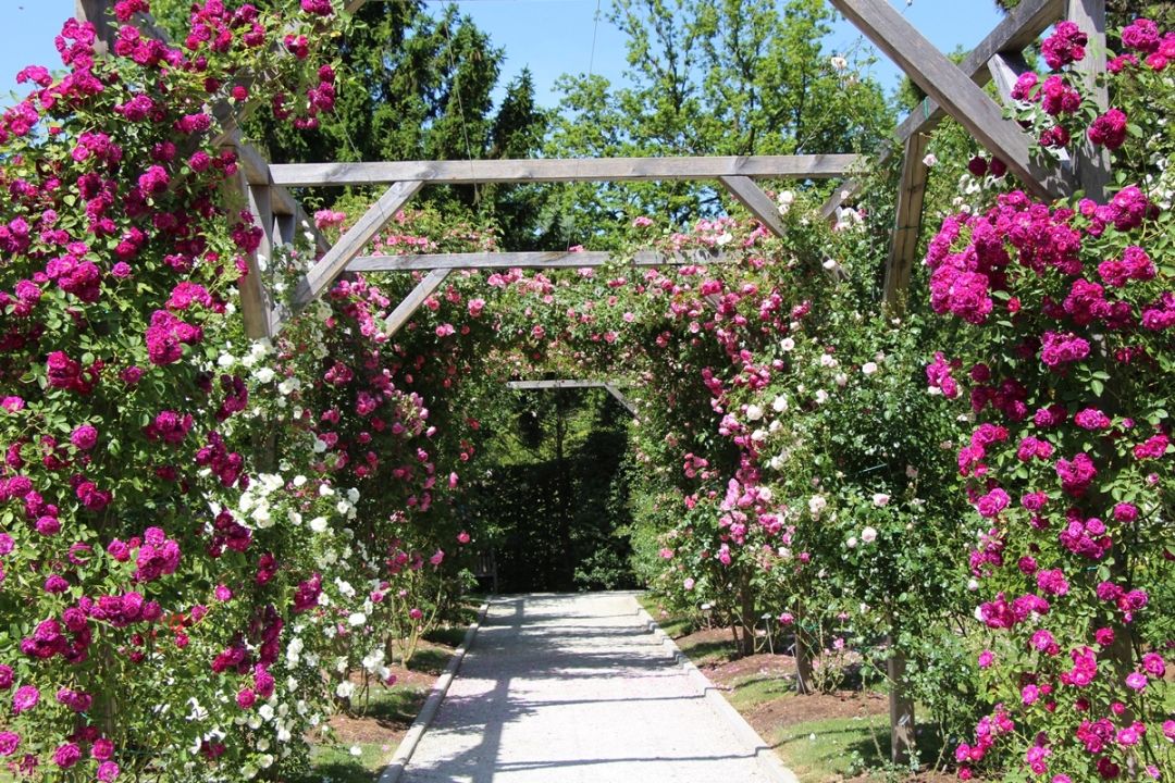 Arboretum Volčji potok, Slovenija (10)