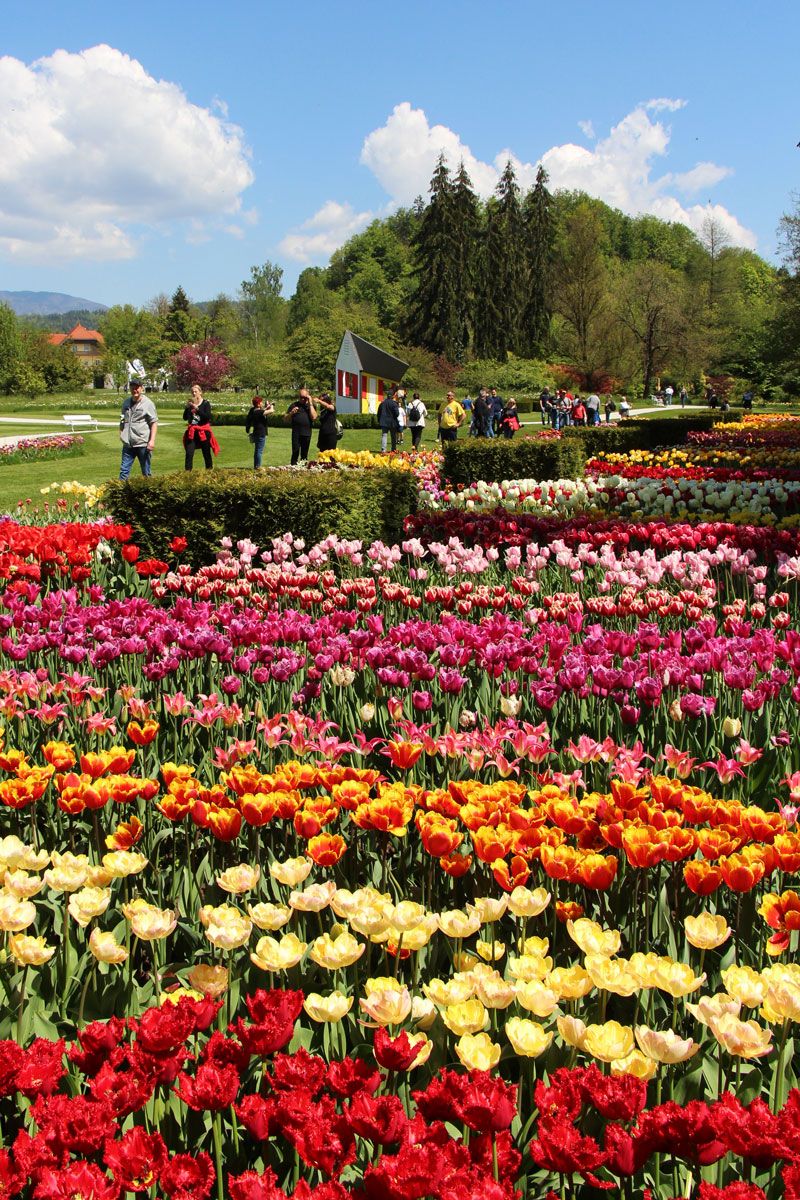 Arboretum Volčji potok, Slovenija (7)