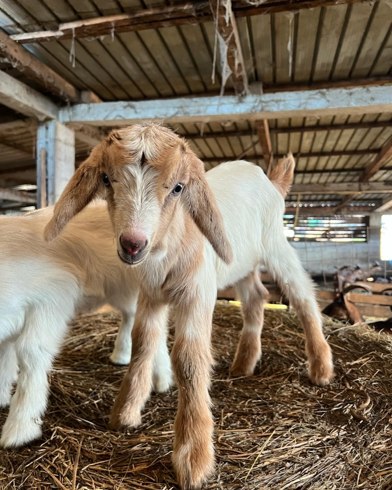 Jeste li čuli za idiličnu farmu u Istri na kojoj možete maziti bebe koze i jesti vrhunski sir?