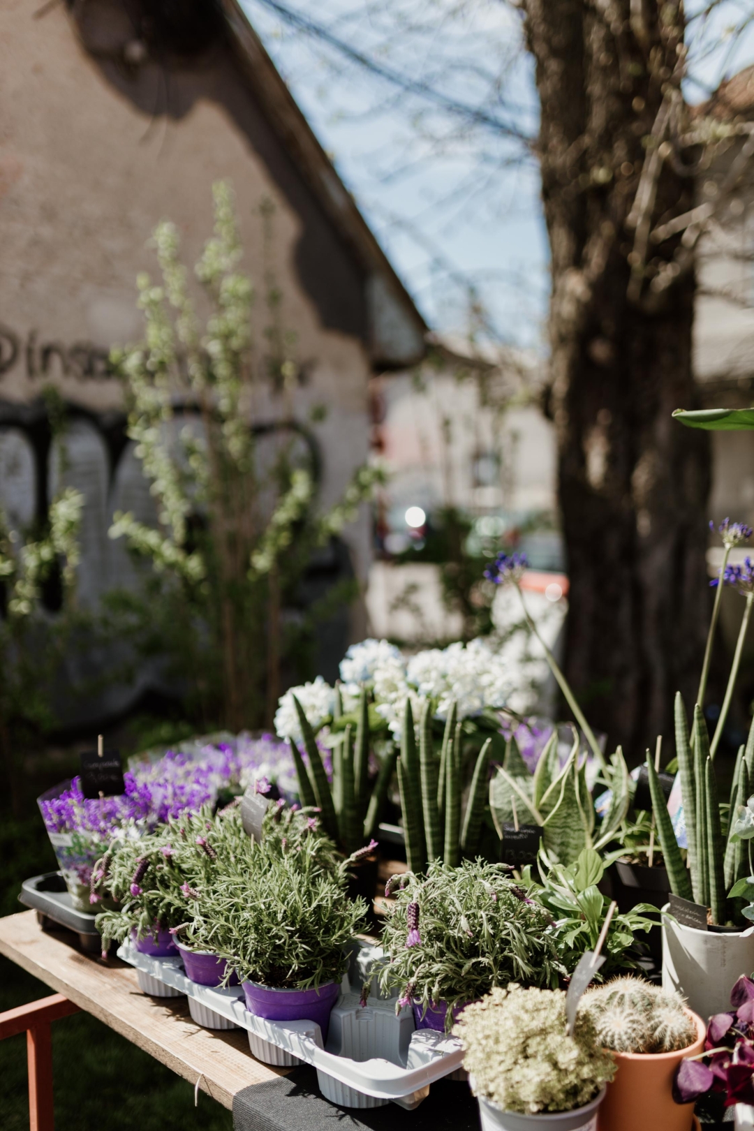 Plant market Branimirac