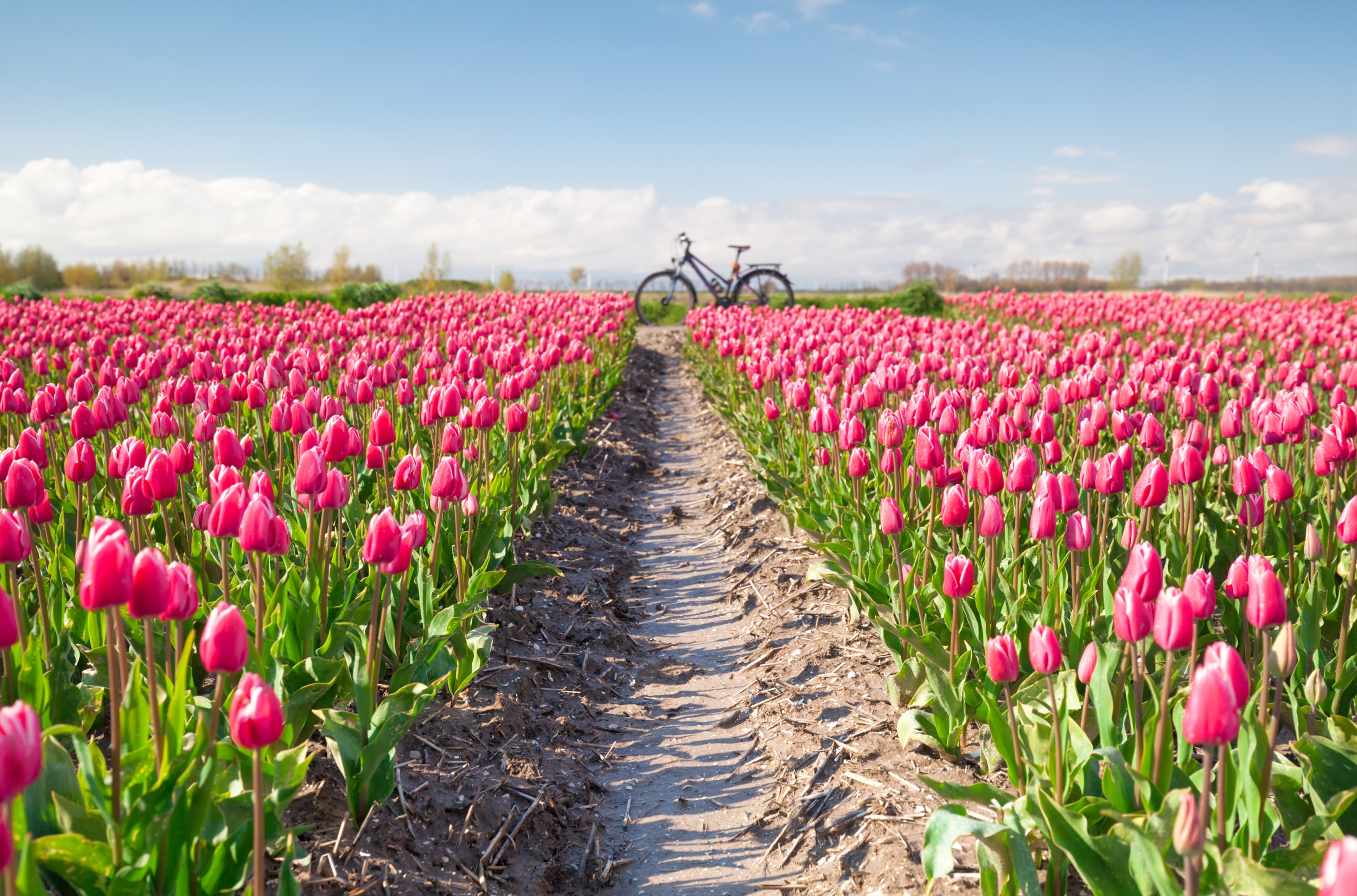 INSTA(NT) TRAVEL: Ne morate putovati sve do Nizozemske. U susjedstvu se nalazi predivna livada tulipana