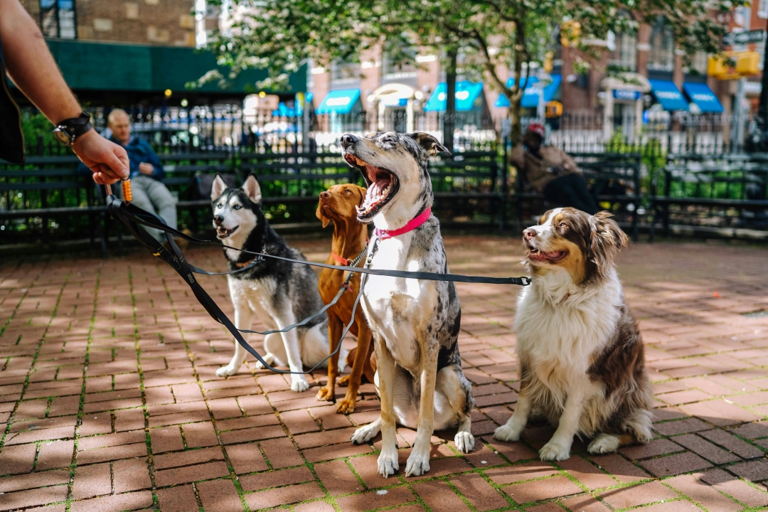U Zagrebu se uskoro otvara Bark Park – park za pse, ali i ljude