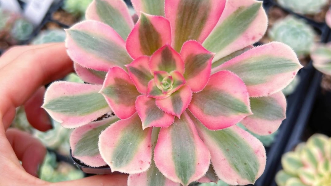 pink-witch-sukulent-naslovna