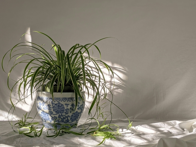 spider-plant-naslovna-4