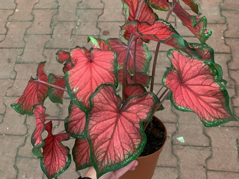 mis muffeet-caladium1